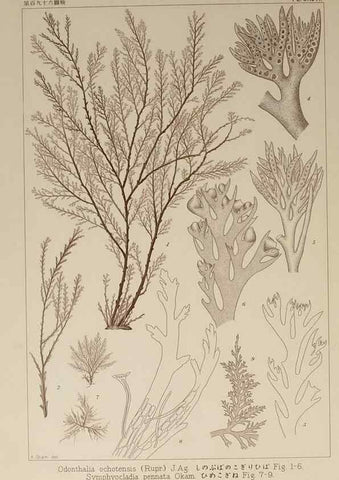 Reproducción/Reproduction 9935917365: Icones of Japanese algae.. Tokyo,Kazamashobo[1907-1942]