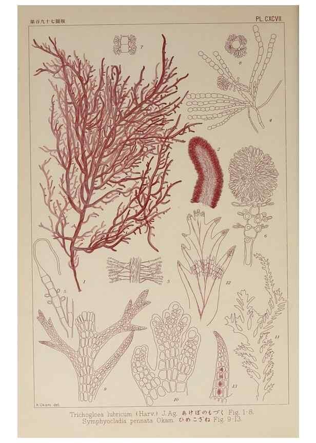 Reproducción/Reproduction 9935957154: Icones of Japanese algae.. Tokyo,Kazamashobo[1907-1942]