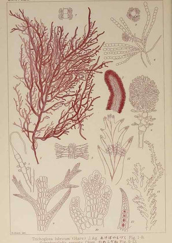 Reproducción/Reproduction 9935957154: Icones of Japanese algae.. Tokyo,Kazamashobo[1907-1942]