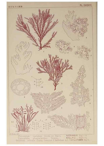 Reproducción/Reproduction 9935927485: Icones of Japanese algae.. Tokyo,Kazamashobo[1907-1942]