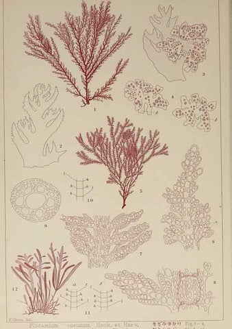 Reproducción/Reproduction 9935927485: Icones of Japanese algae.. Tokyo,Kazamashobo[1907-1942]