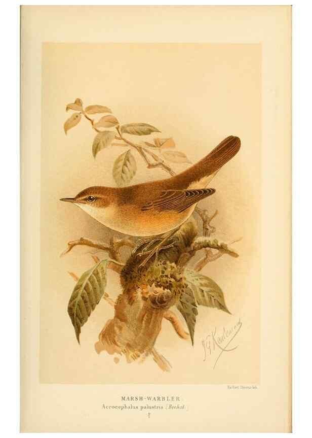 Reproducción/Reproduction 10036279996: Coloured figures of the birds of the British Islands / issued by Lord Lilford.. London :R. H. Porter,1885-1897.