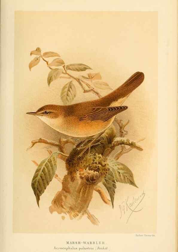 Reproducción/Reproduction 10036279996: Coloured figures of the birds of the British Islands / issued by Lord Lilford.. London :R. H. Porter,1885-1897.