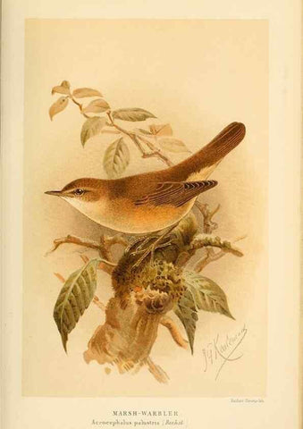 Reproducción/Reproduction 10036279996: Coloured figures of the birds of the British Islands / issued by Lord Lilford.. London :R. H. Porter,1885-1897.