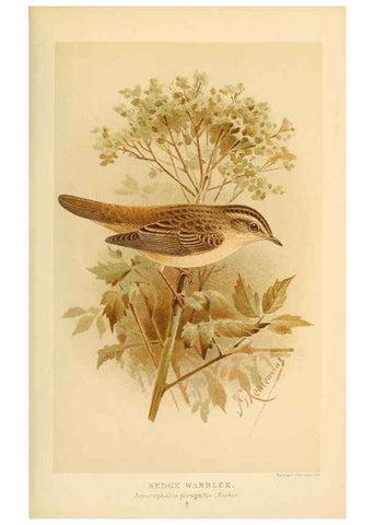 Reproducción/Reproduction 10036265585: Coloured figures of the birds of the British Islands / issued by Lord Lilford.. London :R. H. Porter,1885-1897.