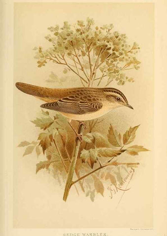 Reproducción/Reproduction 10036265585: Coloured figures of the birds of the British Islands / issued by Lord Lilford.. London :R. H. Porter,1885-1897.