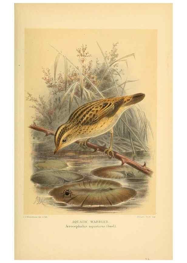 Reproducción/Reproduction 10036284606: Coloured figures of the birds of the British Islands / issued by Lord Lilford.. London :R. H. Porter,1885-1897.