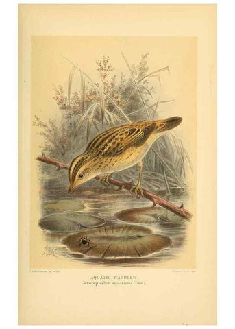 Reproducción/Reproduction 10036284606: Coloured figures of the birds of the British Islands / issued by Lord Lilford.. London :R. H. Porter,1885-1897.