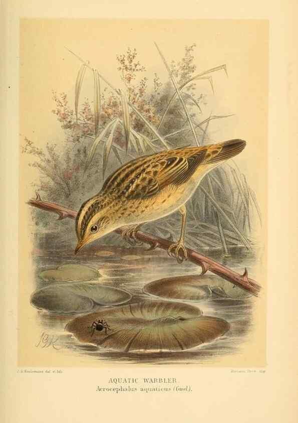 Reproducción/Reproduction 10036284606: Coloured figures of the birds of the British Islands / issued by Lord Lilford.. London :R. H. Porter,1885-1897.