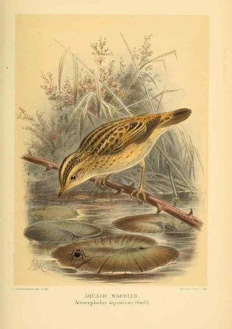Reproducción/Reproduction 10036284606: Coloured figures of the birds of the British Islands / issued by Lord Lilford.. London :R. H. Porter,1885-1897.