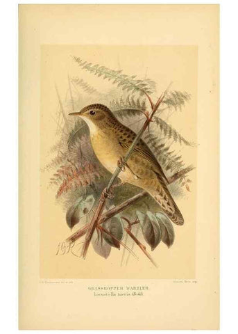 Reproducción/Reproduction 10036286476: Coloured figures of the birds of the British Islands / issued by Lord Lilford.. London :R. H. Porter,1885-1897.