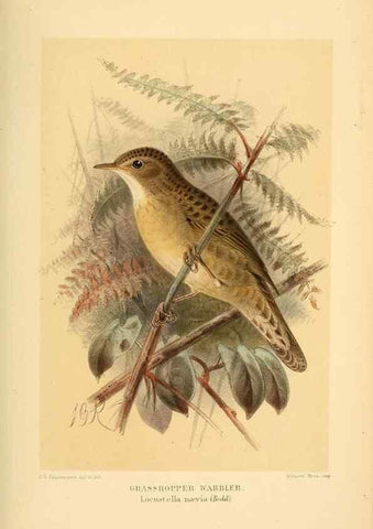 Reproducción/Reproduction 10036286476: Coloured figures of the birds of the British Islands / issued by Lord Lilford.. London :R. H. Porter,1885-1897.