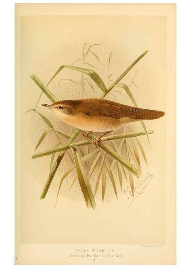 Reproducción/Reproduction 10036231624: Coloured figures of the birds of the British Islands / issued by Lord Lilford.. London :R. H. Porter,1885-1897.