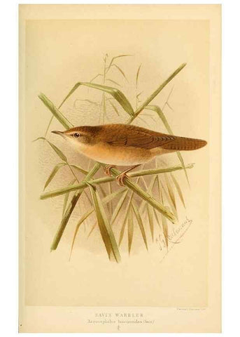 Reproducción/Reproduction 10036231624: Coloured figures of the birds of the British Islands / issued by Lord Lilford.. London :R. H. Porter,1885-1897.