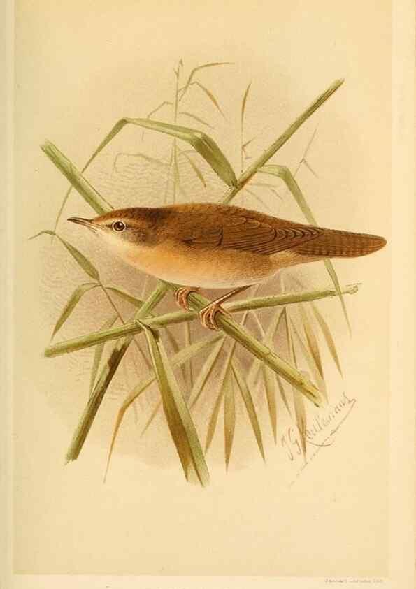 Reproducción/Reproduction 10036231624: Coloured figures of the birds of the British Islands / issued by Lord Lilford.. London :R. H. Porter,1885-1897.