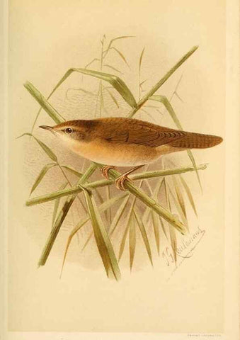 Reproducción/Reproduction 10036231624: Coloured figures of the birds of the British Islands / issued by Lord Lilford.. London :R. H. Porter,1885-1897.