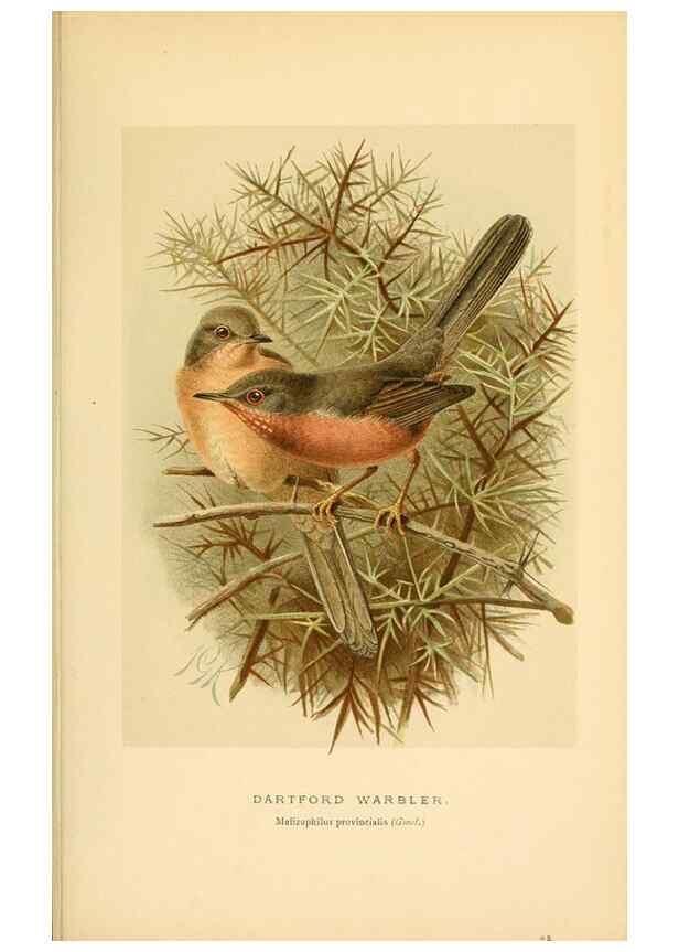 Reproducción/Reproduction 10036234434: Coloured figures of the birds of the British Islands / issued by Lord Lilford.. London :R. H. Porter,1885-1897.