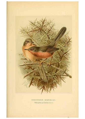 Reproducción/Reproduction 10036234434: Coloured figures of the birds of the British Islands / issued by Lord Lilford.. London :R. H. Porter,1885-1897.