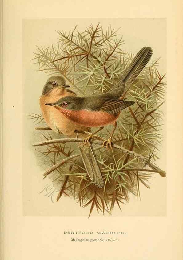 Reproducción/Reproduction 10036234434: Coloured figures of the birds of the British Islands / issued by Lord Lilford.. London :R. H. Porter,1885-1897.