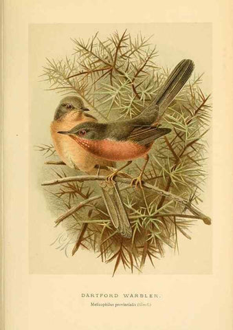 Reproducción/Reproduction 10036234434: Coloured figures of the birds of the British Islands / issued by Lord Lilford.. London :R. H. Porter,1885-1897.