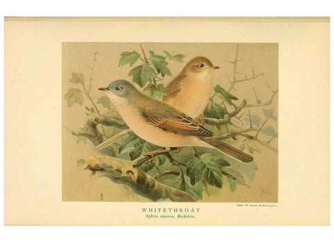 Reproducción/Reproduction 10036361753: Coloured figures of the birds of the British Islands / issued by Lord Lilford.. London :R. H. Porter,1885-1897.
