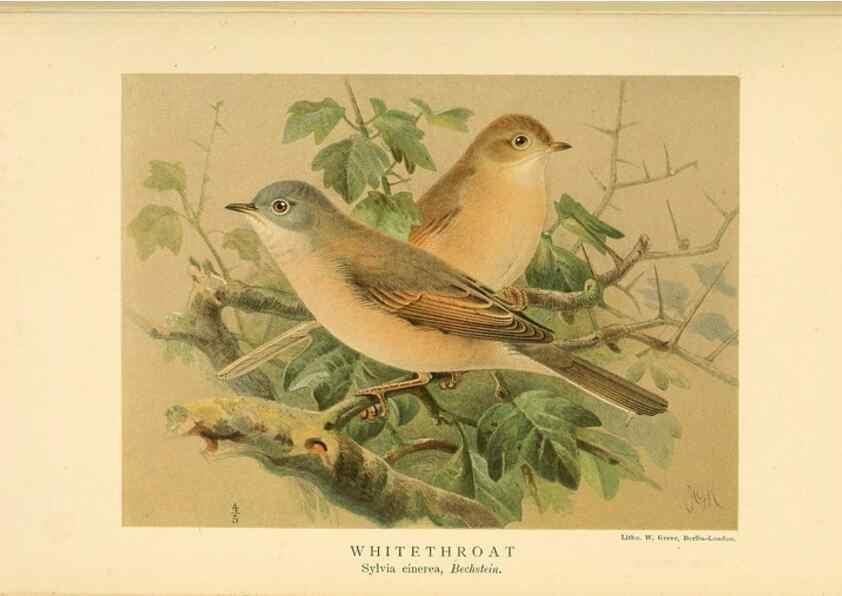 Reproducción/Reproduction 10036361753: Coloured figures of the birds of the British Islands / issued by Lord Lilford.. London :R. H. Porter,1885-1897.