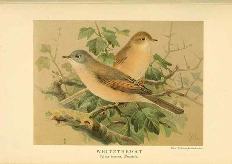 Reproducción/Reproduction 10036361753: Coloured figures of the birds of the British Islands / issued by Lord Lilford.. London :R. H. Porter,1885-1897.