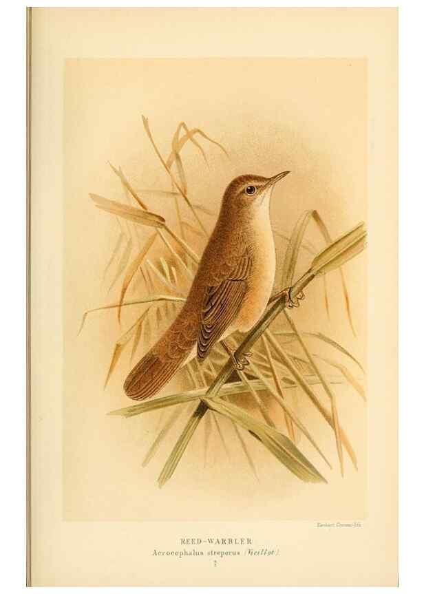 Reproducción/Reproduction 10036261195: Coloured figures of the birds of the British Islands / issued by Lord Lilford.. London :R. H. Porter,1885-1897.