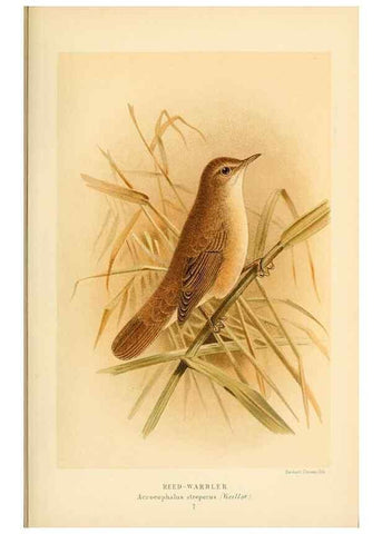 Reproducción/Reproduction 10036261195: Coloured figures of the birds of the British Islands / issued by Lord Lilford.. London :R. H. Porter,1885-1897.