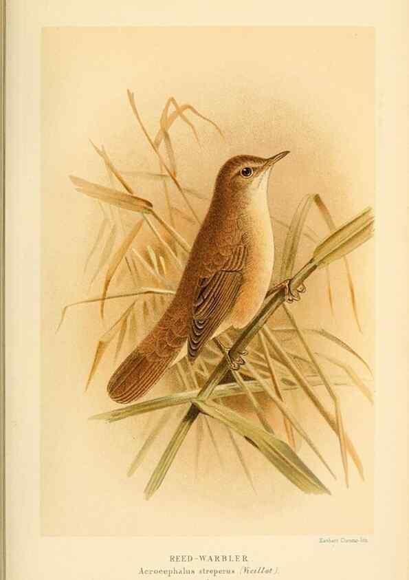 Reproducción/Reproduction 10036261195: Coloured figures of the birds of the British Islands / issued by Lord Lilford.. London :R. H. Porter,1885-1897.