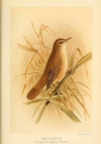 Reproducción/Reproduction 10036261195: Coloured figures of the birds of the British Islands / issued by Lord Lilford.. London :R. H. Porter,1885-1897.