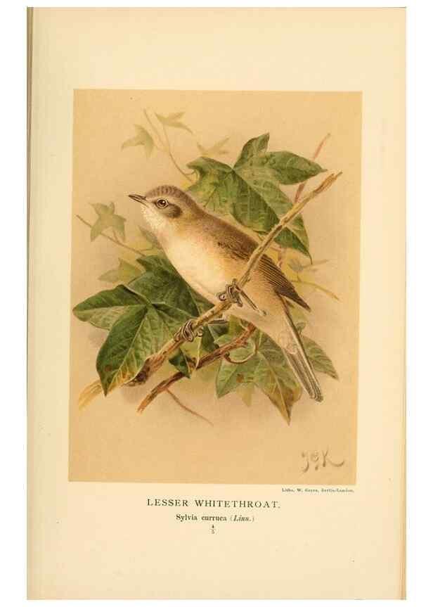 Reproducción/Reproduction 10036296256: Coloured figures of the birds of the British Islands / issued by Lord Lilford.. London :R. H. Porter,1885-1897.
