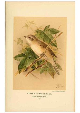Reproducción/Reproduction 10036296256: Coloured figures of the birds of the British Islands / issued by Lord Lilford.. London :R. H. Porter,1885-1897.