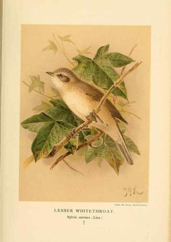 Reproducción/Reproduction 10036296256: Coloured figures of the birds of the British Islands / issued by Lord Lilford.. London :R. H. Porter,1885-1897.
