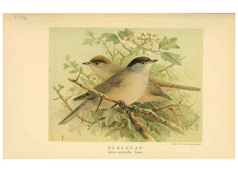 Reproducción/Reproduction 10036283865: Coloured figures of the birds of the British Islands / issued by Lord Lilford.. London :R. H. Porter,1885-1897.