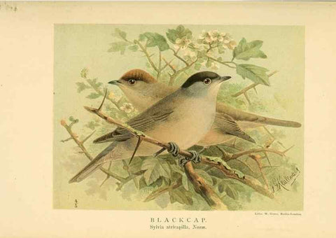 Reproducción/Reproduction 10036283865: Coloured figures of the birds of the British Islands / issued by Lord Lilford.. London :R. H. Porter,1885-1897.