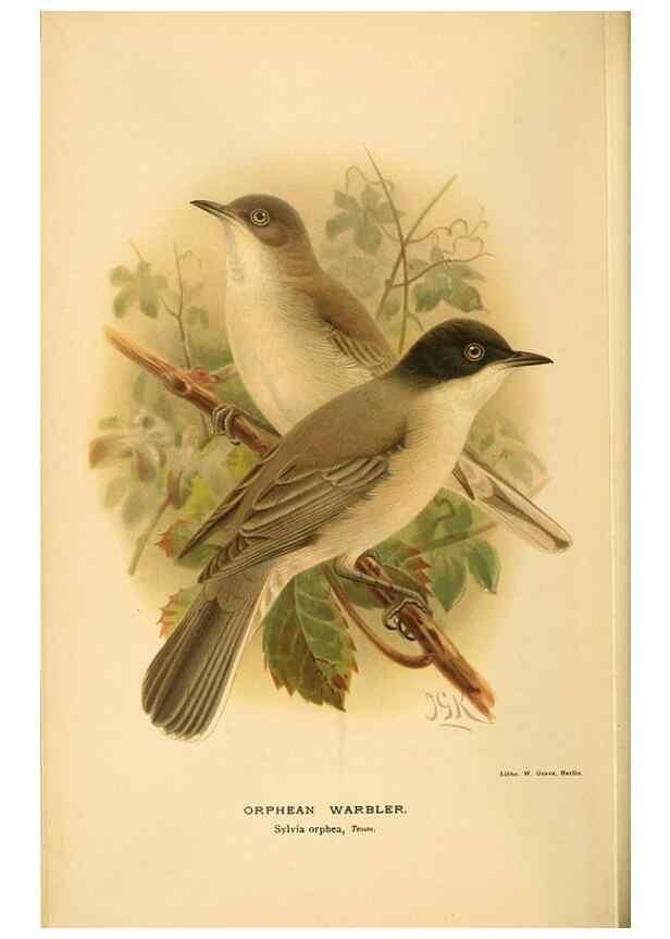 Reproducción/Reproduction 10036286165: Coloured figures of the birds of the British Islands / issued by Lord Lilford.. London :R. H. Porter,1885-1897.