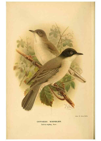Reproducción/Reproduction 10036286165: Coloured figures of the birds of the British Islands / issued by Lord Lilford.. London :R. H. Porter,1885-1897.