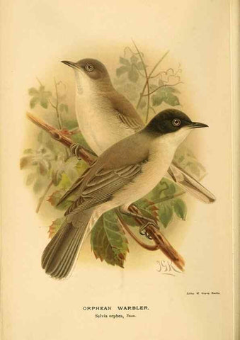 Reproducción/Reproduction 10036286165: Coloured figures of the birds of the British Islands / issued by Lord Lilford.. London :R. H. Porter,1885-1897.