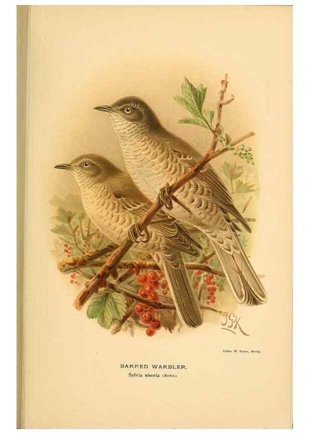 Reproducción/Reproduction 10036249584: Coloured figures of the birds of the British Islands / issued by Lord Lilford.. London :R. H. Porter,1885-1897.