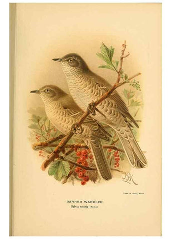 Reproducción/Reproduction 10036249584: Coloured figures of the birds of the British Islands / issued by Lord Lilford.. London :R. H. Porter,1885-1897.