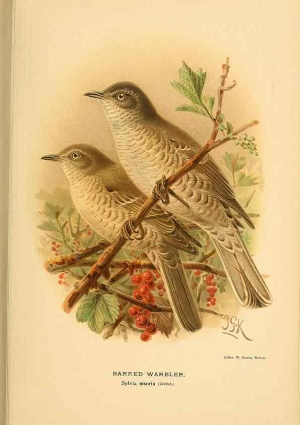 Reproducción/Reproduction 10036249584: Coloured figures of the birds of the British Islands / issued by Lord Lilford.. London :R. H. Porter,1885-1897.