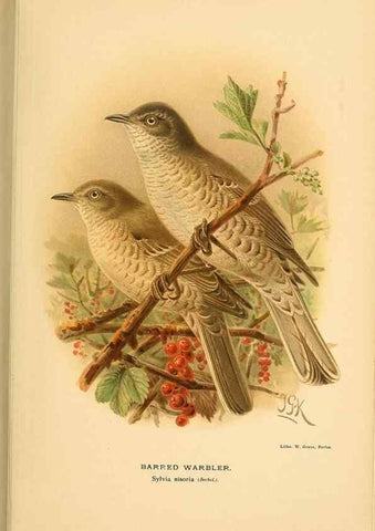 Reproducción/Reproduction 10036249584: Coloured figures of the birds of the British Islands / issued by Lord Lilford.. London :R. H. Porter,1885-1897.