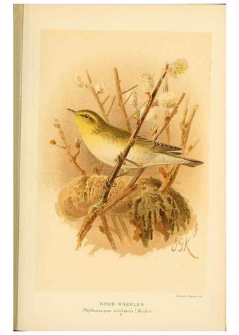 Reproducción/Reproduction 10036290985: Coloured figures of the birds of the British Islands / issued by Lord Lilford.. London :R. H. Porter,1885-1897.