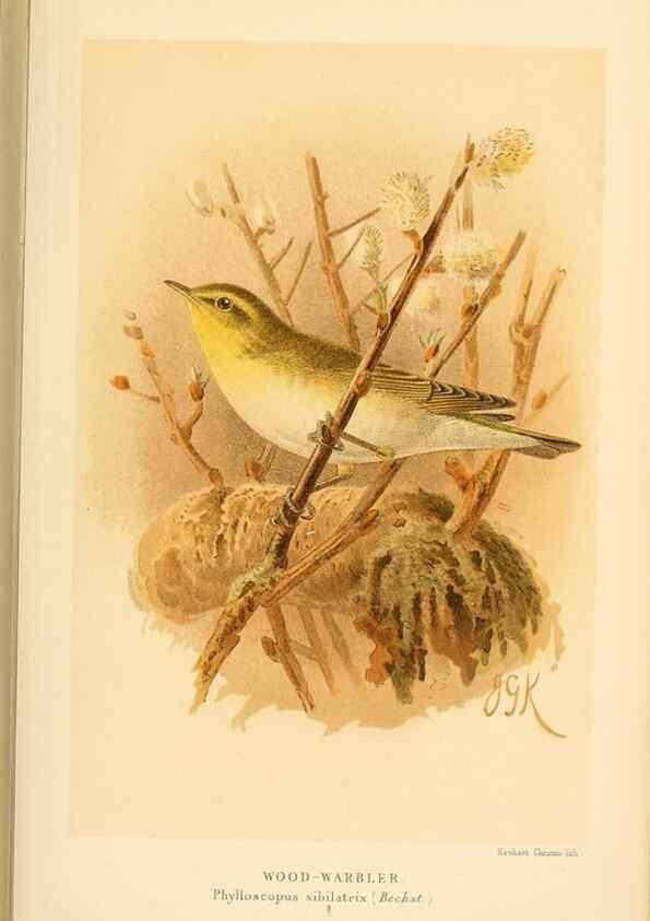 Reproducción/Reproduction 10036290985: Coloured figures of the birds of the British Islands / issued by Lord Lilford.. London :R. H. Porter,1885-1897.