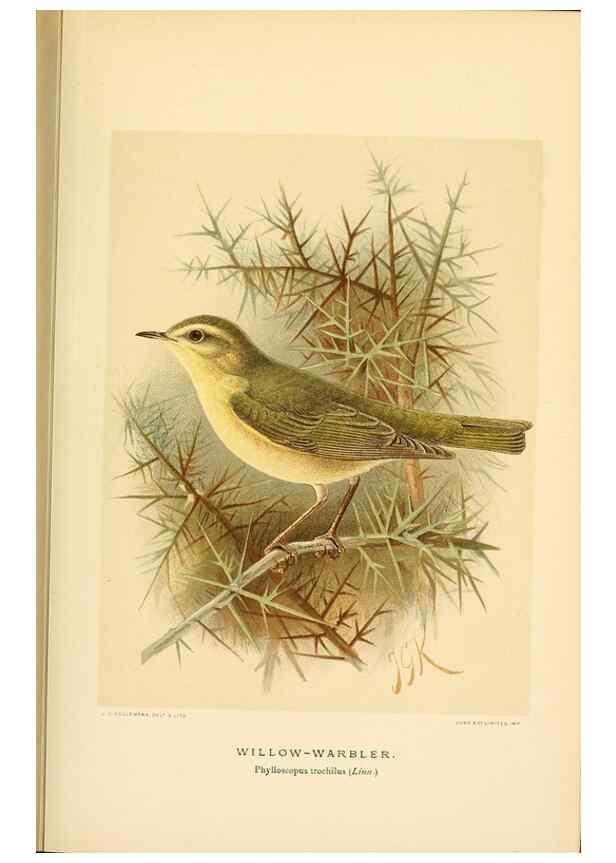Reproducción/Reproduction 10036293315: Coloured figures of the birds of the British Islands / issued by Lord Lilford.. London :R. H. Porter,1885-1897.