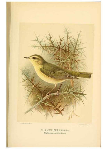 Reproducción/Reproduction 10036293315: Coloured figures of the birds of the British Islands / issued by Lord Lilford.. London :R. H. Porter,1885-1897.