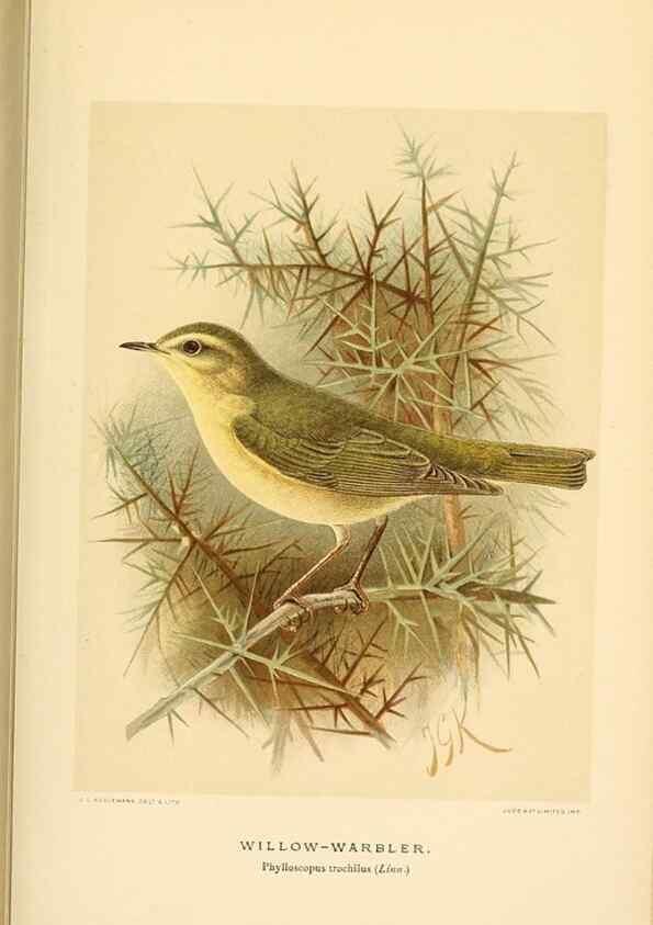 Reproducción/Reproduction 10036293315: Coloured figures of the birds of the British Islands / issued by Lord Lilford.. London :R. H. Porter,1885-1897.