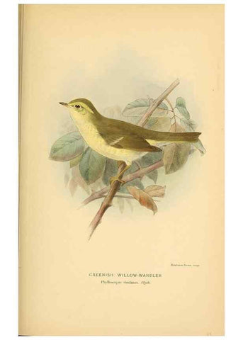 Reproducción/Reproduction 10036311396: Coloured figures of the birds of the British Islands / issued by Lord Lilford.. London :R. H. Porter,1885-1897.
