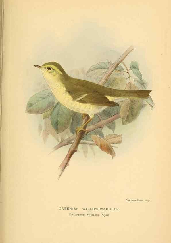 Reproducción/Reproduction 10036311396: Coloured figures of the birds of the British Islands / issued by Lord Lilford.. London :R. H. Porter,1885-1897.